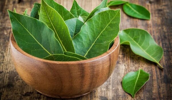 Daun Salam Mampu Meredakan Stress dan Meringankan Diabetes